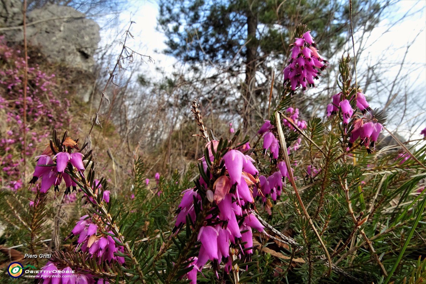 21 Erica in fiore.JPG